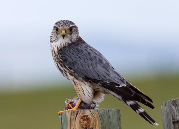 Photo of Falco columbarius by Paul Pratt